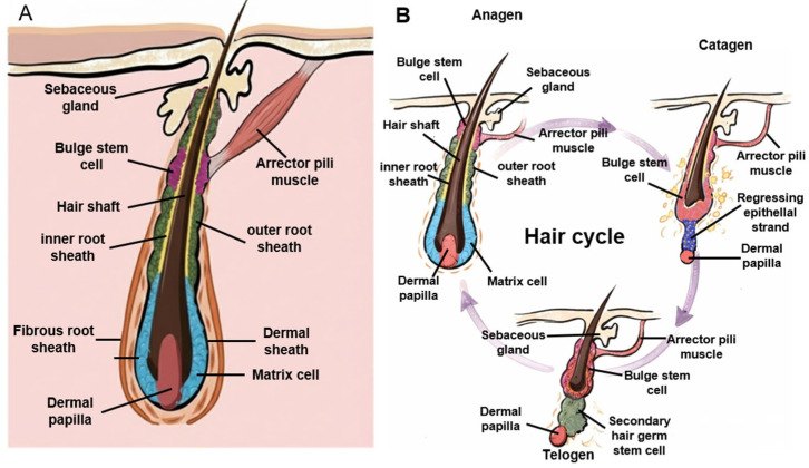 Hair follicle anatomy and the hair growth cycle — anagen, catagen and telogen phases relevant to laser hair removal